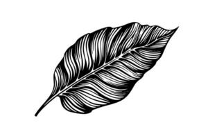 Exotic tropical leaf hand drawn vector. Botanical leaves engraved ink art. vector