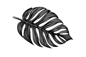 Exotic tropical leaf hand drawn vector. Botanical leaves engraved ink art. vector