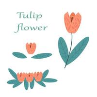 set of pink tulip flowers in a hand drawn style. Vector illustration on white background