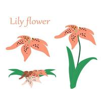 set of pink tiger lily on white background . Vector illustration in a flat folk style