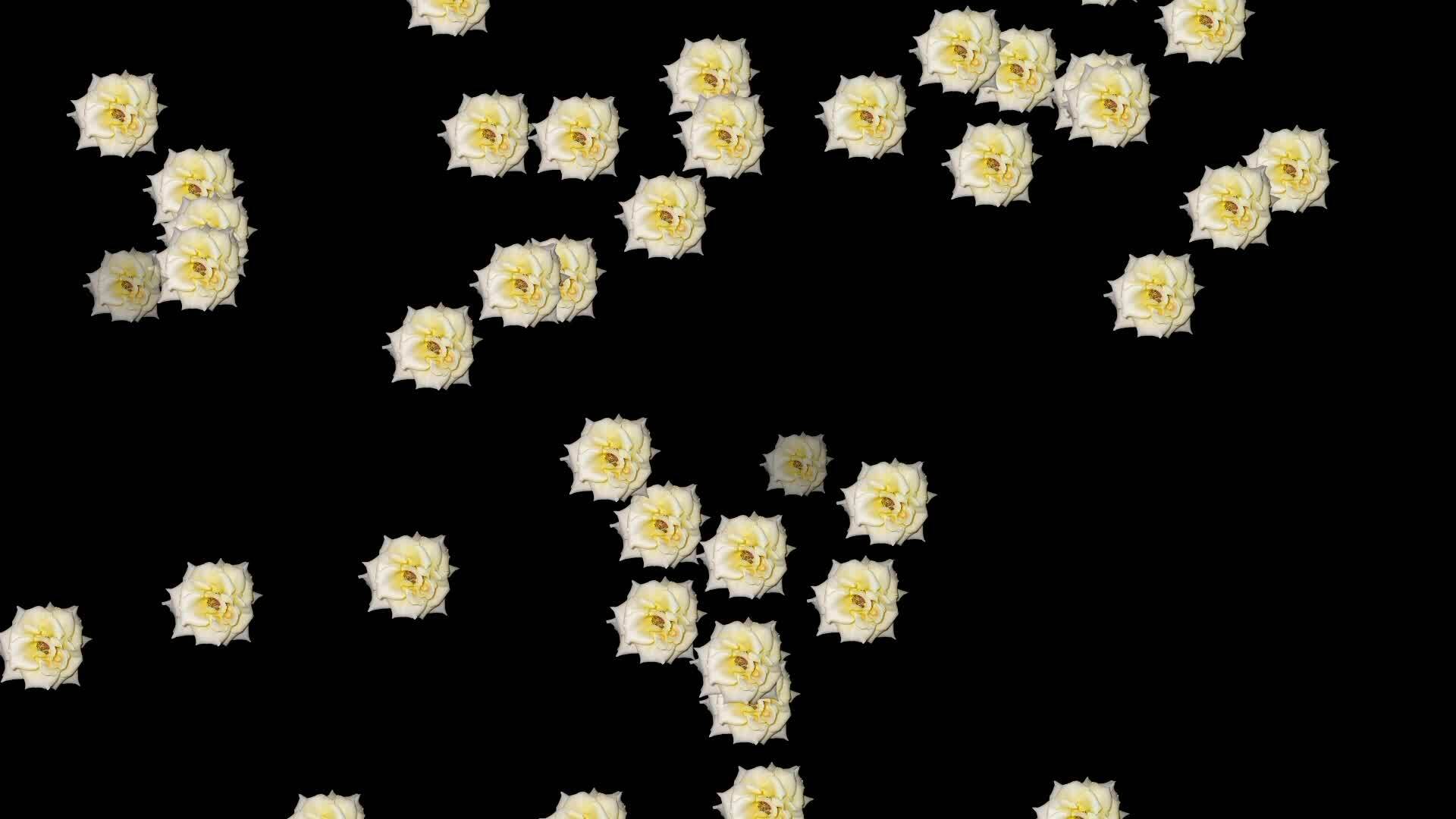 Animated video of flower rain with a black background. 28006977 Stock