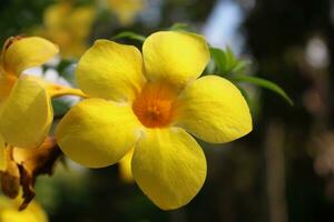 close up, photo of beautiful flower, natural