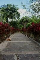 landscape, nature, road among the trees photo