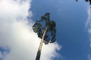 landscape photo of trees