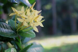 close up, photo of beautiful flower, natural