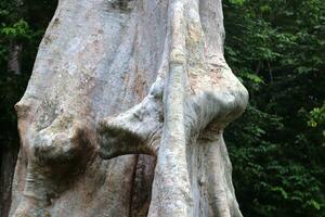 foto de un antiguo árbol maletero