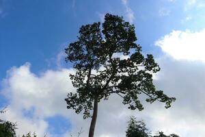 Sky and tree photo