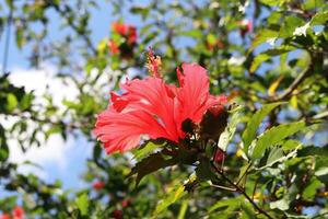 close up, photo of beautiful flower, natural