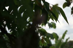 Closeup photo of leaves, green nature