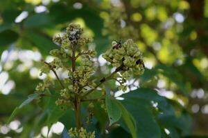 Close-up photo of plants