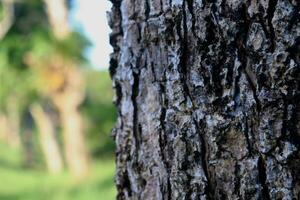 close-up photo of tree bark texture