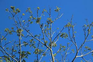 photo of trees, plants