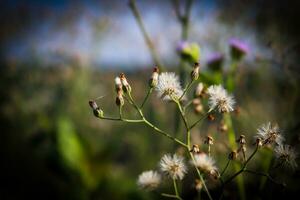 close up, flower photo