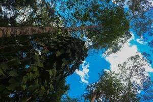 paisaje imágenes, verde naturaleza, arboles foto