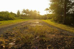 landscape images, green nature, trees photo