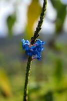 cerca arriba, flor foto