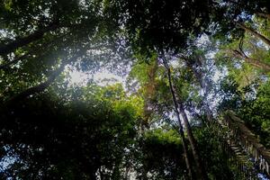 landscape photo, green nature, kalimantan photo