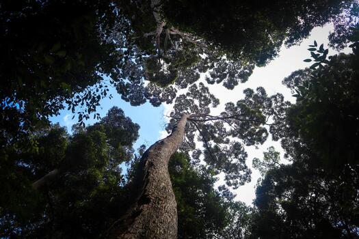 landscape images, green nature, trees photo