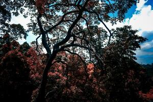 paisaje imágenes, verde naturaleza, arboles foto