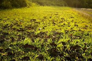 paisaje foto, verde naturaleza, Kalimantan foto