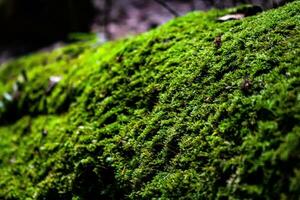 closeup, photo of green moss
