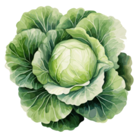 repollo acuarela ilustración, vegetal aislado en transparente fondo, ai generativo png