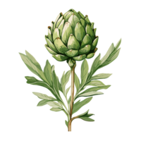 alcachofa acuarela ilustración, vegetal aislado en transparente fondo, ai generativo png