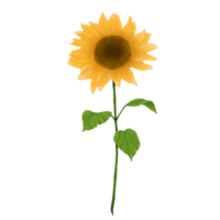 dekorativ Sonnenblume Illustration png