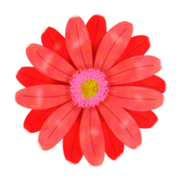 red gerber daisy png
