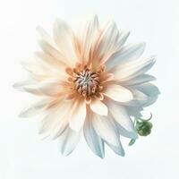 Image of a flower close-up on a white background. AI generated photo