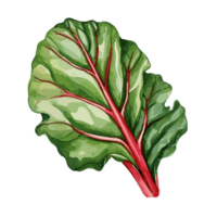 suíço acelga aguarela ilustração, vegetal isolado em transparente fundo, ai generativo png