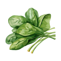 Spinach watercolor illustration, Vegetable isolated on transparent background, AI Generative png