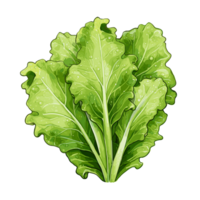 lechuga acuarela ilustración, vegetal aislado en transparente fondo, ai generativo png