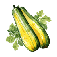 zucchini vattenfärg illustration, vegetabiliska isolerat på transparent bakgrund, ai generativ png