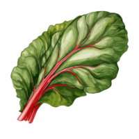 Swiss Chard watercolor illustration, Vegetable isolated on transparent background, AI Generative png