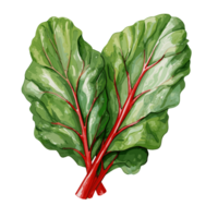 Swiss Chard watercolor illustration, Vegetable isolated on transparent background, AI Generative png