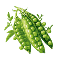 chícharos acuarela ilustración, vegetal aislado en transparente fondo, ai generativo png