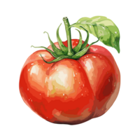 tomate aguarela ilustração, vegetal isolado em transparente fundo, ai generativo png