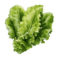 lechuga acuarela ilustración, vegetal aislado en transparente fondo, ai generativo png