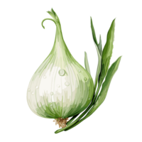 Onion watercolor illustration, Vegetable isolated on transparent background, AI Generative png