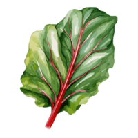 Swiss Chard watercolor illustration, Vegetable isolated on transparent background, AI Generative png