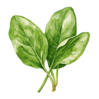 Spinach watercolor illustration, Vegetable isolated on transparent background, AI Generative png