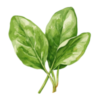 espinafre aguarela ilustração, vegetal isolado em transparente fundo, ai generativo png