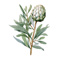 Artichoke watercolor illustration, Vegetable isolated on transparent background, AI Generative png