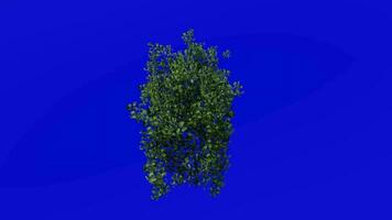 plantas flor lazo - hiedra planta, hiedra flor, Hedera - verde pantalla croma llave - hiedra parche si video