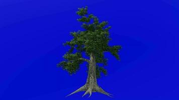árvore animação - sassafrás, branco sassafrás, vermelho sassafrás, sedoso sassafrás, sassafrás albidum - verde tela croma chave - normal a2 video