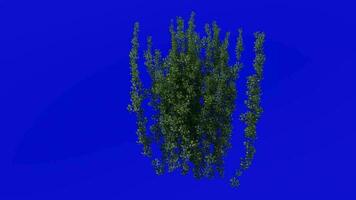 Plants flower loop - ivy plant, ivy flower, hedera - Green Screen Chroma key - Ivy Patch C video