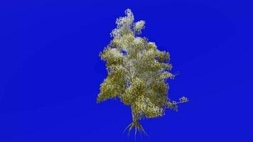 árvore animação - rio bétula, Preto bétula, água bétula - bétula Nigra - verde tela croma chave - inverno neve a3 video