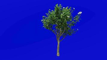 Tree flower animation - magnolia tree - green screen chroma key - Medium A3 video