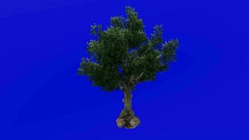 träd animering - sassafras, vit sassafras, röd sassafras, silkig sassafras, sassafras albidum - grön skärm krom nyckel - sommar vår a4 video